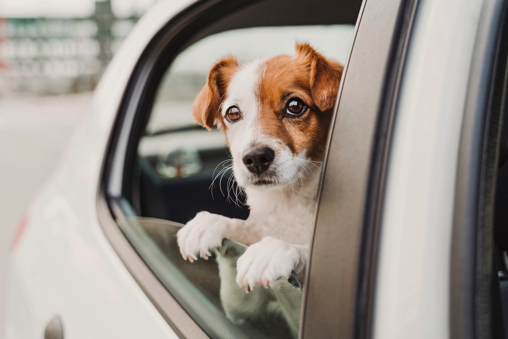 Eliminate Dog Odours In Your Car