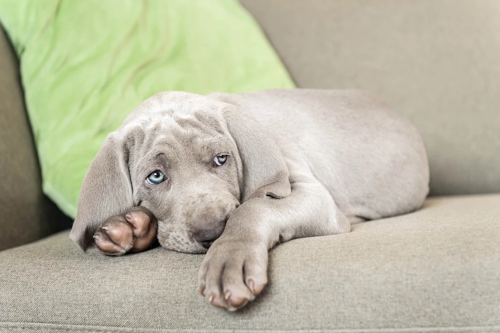 House Training For Puppies